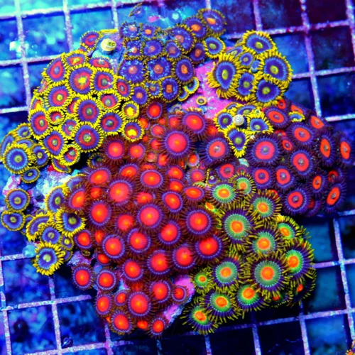 4.5x4.5 ZOANTHID CORAL - HANDPICKED SUPER ULTRA COMBO ZOANTHID CORAL COLONY