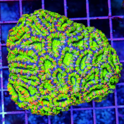 4x4 ACAN LORDHOWENSIS CORAL - BAD TO THE BONE ULTRA COLORED ACAN LORDHOWENSIS CORAL
