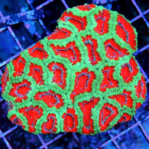 4x3.5 ACAN LORDHOWENSIS CORAL - BAD TO THE BONE ULTRA COLORED ACAN LORDHOWENSIS CORAL