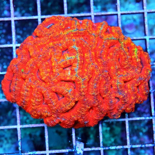 4x3.5 ACAN LORDHOWENSIS CORAL - BAD TO THE BONE RAINBOW ACAN LORDHOWENSIS CORAL