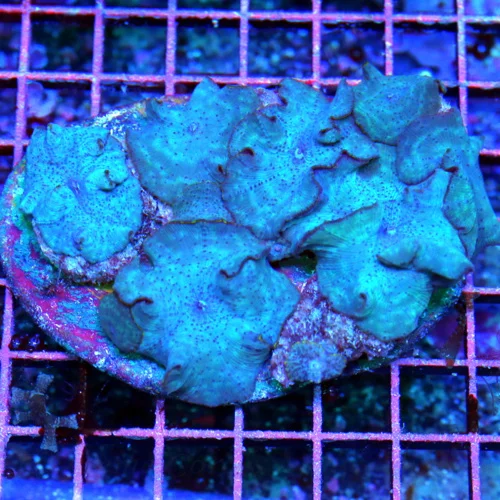 4.5x4 DISCOSOMA MUSHROOM CORAL - VERY VERY INTENSE BLUE "BLUE DIAMOND" DISCOSOMA MUSHROOM CORAL