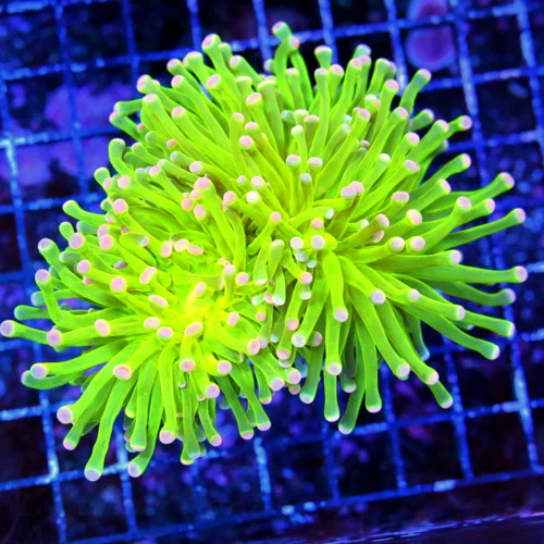 4.5x4.5 TORCH CORAL - ULTRA COLORED ULTRA GRADE NEON PINK AND BLUE TIPPED THREE HEADED TORCH CORAL
