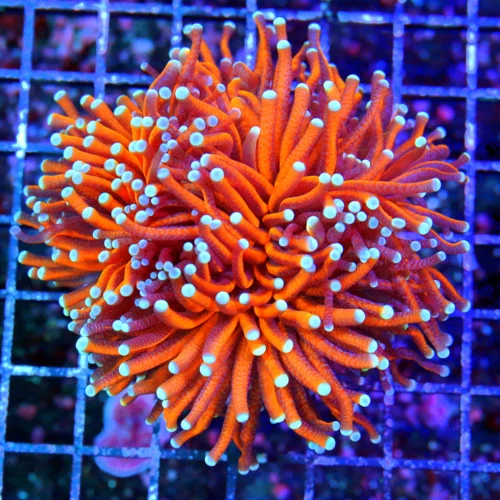 4.5x4.5 XL TORCH CORAL - TWO HEADED EXTREMECORALS FAMOUS "RADIOACTIVE" TORCH CORAL