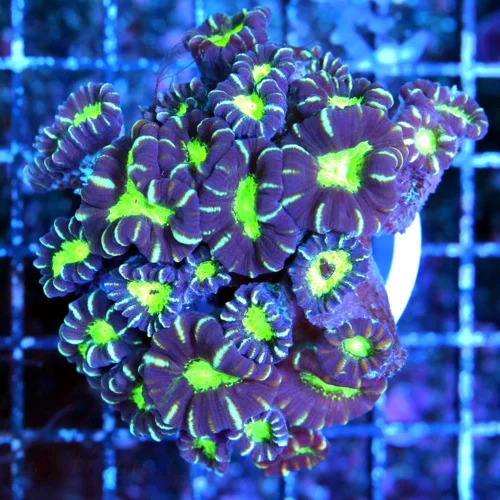 4x4 CANDY CANE CORAL - WICKED COLORED NEON GREEN STRIPPED PURPLE CANDY CANE