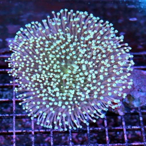 5.5x5.5 TOADSTOOL LEATHER CORAL - VERY VERY HARD TO GET WHITE POLYP TOADSTOOL LEATHER