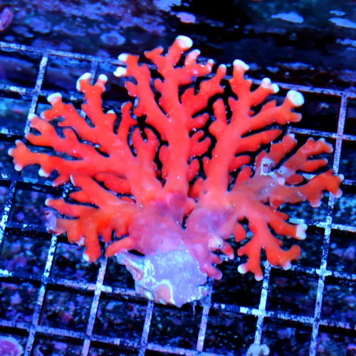 4.5x4.5 STYLASTER LACE CORAL - HARD TO GET ORANGE STYLASTER LACE CORAL