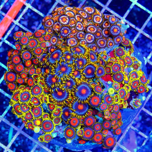 4.5x4.5 ZOANTHID CORAL - HANDPICKED SUPER ULTRA COMBO ZOANTHID CORAL COLONY