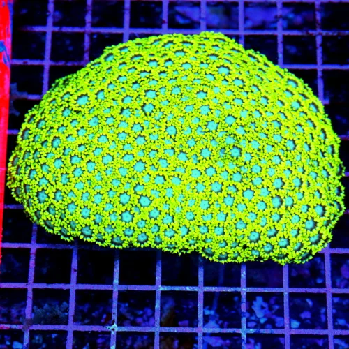 6x5 GONIOPORA CORAL - NEON YELLOW SUPER GREEN BLUE EYED GONIOPORA CORAL