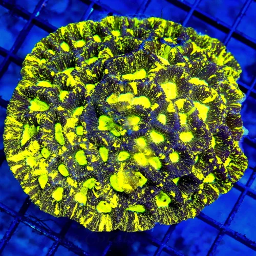 4.5x4.5 GONIASTREA CORAL - SUPER NEON PURPLE PREDATOR BLOOD YELLOW GONIASTREA CORAL