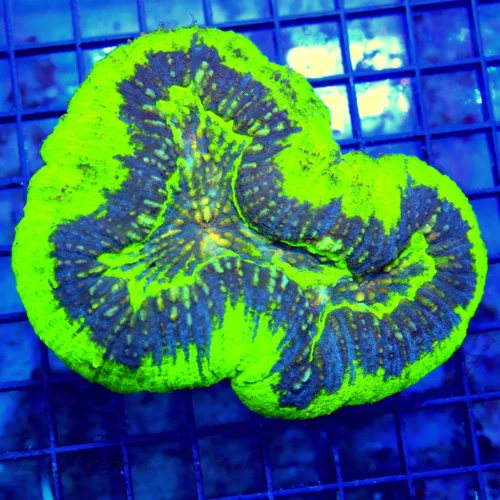 4.5x4.5 LOBOPHYLLIA CORAL - BEUATIFUL PURPLE AND NEON GREEN LOBOPHYLLIA CORAL