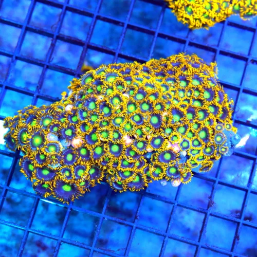 4.5x5 ZOANTHID CORAL - ULTRA GRADE ULTRA COLORED MIXED ZOANTHID CORAL COLONY