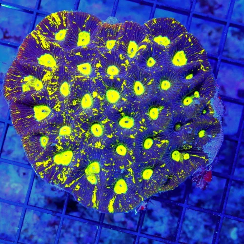 4x4 GONIASTREA CORAL - SUPER NEON PREDATOR BLOOD YELLOW GONISATREA CORAL