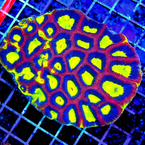 5x4.5 FAVIA CORAL - AWESOME ULTRA ULTRA COLORED DRAGON SOUL FAVIA CORAL