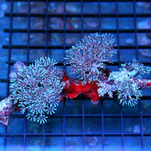6x3 BLUE XENIA CORAL - VERY VERY HARD TO GET EXTREMELY NICE BLUE XENIA CORAL