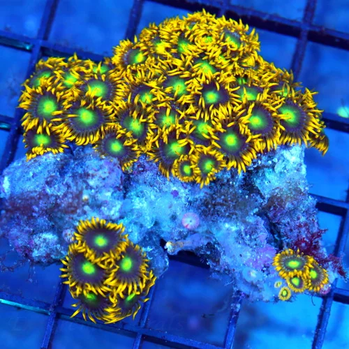 3 ZOANTHID CORAL COLONY - ULTRA COLORED ULTRA BRIGHT ZOANTHID CORAL COLONY