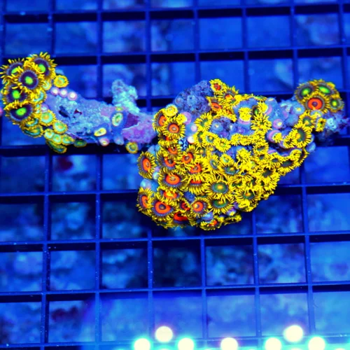 4x2 ZOANTHID CORAL COLONY - ULTRA COLORED ULTRA BRIGHT ZOANTHID CORAL COLONY