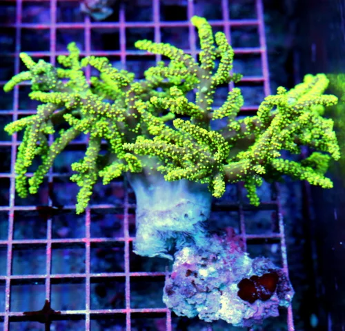 7x6 SINULARIA LEATHER CORAL - RARELY IMPORTED YELLOW AND PURPLE SINULARIA LEATHER CORAL