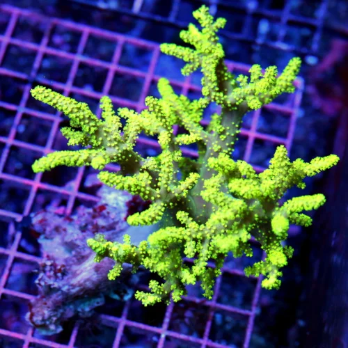 7x6 SINULARIA LEATHER CORAL - RARELY IMPORTED YELLOW AND PURPLE SINULARIA LEATHER CORAL