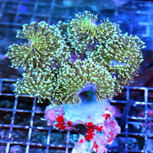 6x6 TOADSTOOL LEATHER CORAL - VERY VERY NICE RUFFLED TOADSTOOL LEATHER CORAL