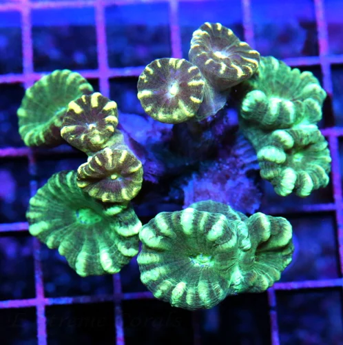 3x3 CANDY CANE CORAL - NEON GREEN STRIPPED CANDY CANE CORAL