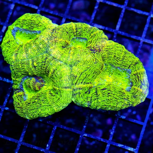 4.5x3.5 LOBOPHYLLIA CORAL - SUPER NEON GREEN LOBOPHYLLIA CORAL