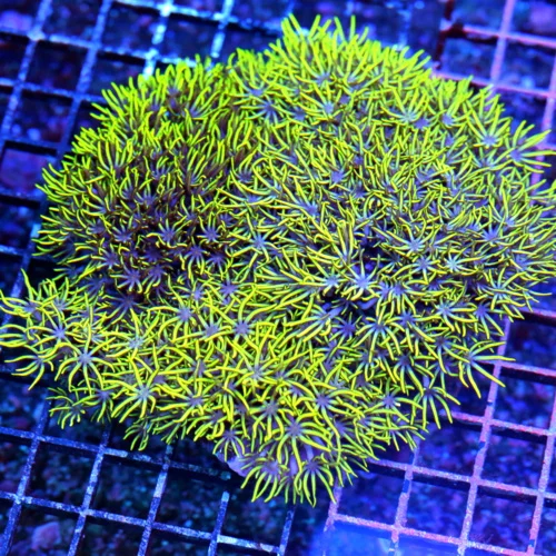 5.5x5 XL GREEN STAR POLYP CORAL - VERY NICE EXTRA LARGE GREEN STAR POLYPS