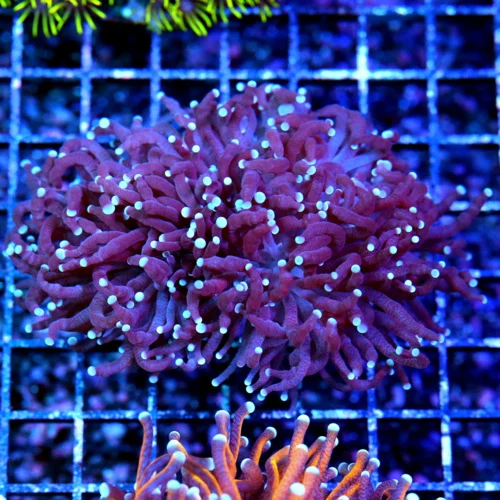 4.5x3.5 TORCH CORAL - BLUE TIPPED BLACK LIGHT TORCH CORAL