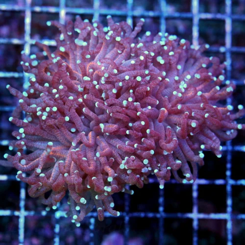 3.5x4 TORCH CORAL - BLUE TIPPED BLACK LIGHT TORCH CORAL