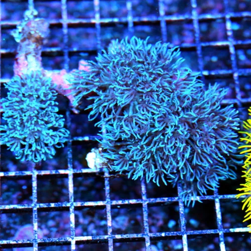 5x4 BLUE XENIA CORAL - VERY VERY HARD TO GET EXTREMELY NICE BLUE XENIA CORAL