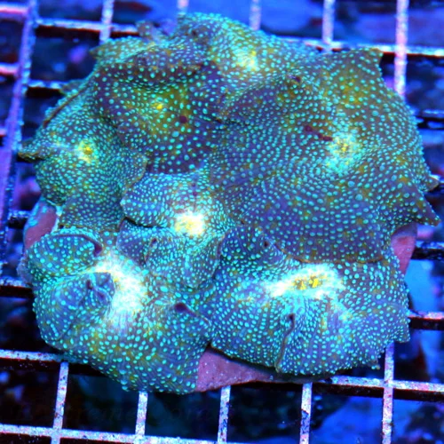 4.5x4.5 DISCOSOMA MUSHROOM CORAL - BLUE SPOTTED VERY VERY RARE DISCOSOMA MUSHROOM