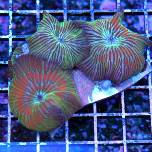 4x3 DISCOSOMA MUSHROOM CORAL - VERY RARE RED AND BLUE WATERMELON DISCOSOMA MUSHROOM CORAL