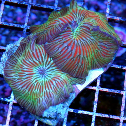 4x3 DISCOSOMA MUSHROOM CORAL - VERY RARE RED AND BLUE WATERMELON DISCOSOMA MUSHROOM CORAL
