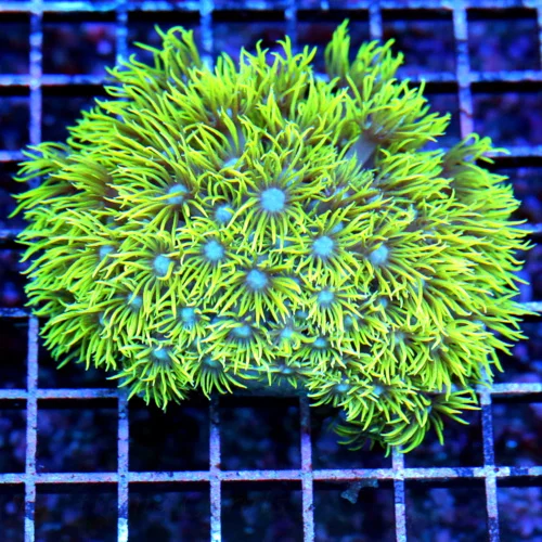 4.5x4.5 GONIOPORA CORAL - SUPER YELLOW ULTRA COLORED BLUE EYED GONIOPORA CORAL