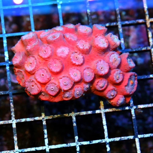 3 SUN POLYP CORAL - RARELY ON OUR SITE AUSSIE SUN POLYP CORAL