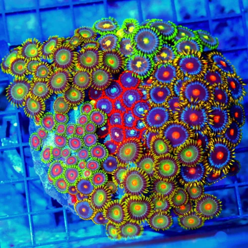 5x5 XL COMBO ZOANTHID CORAL - MIXED "HAPPY FAMILY" COMBO ZOANTHID CORAL COLONY