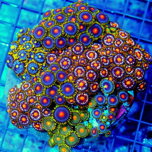 5x5 XL COMBO ZOANTHID CORAL - MIXED "HAPPY FAMILY" COMBO ZOANTHID CORAL COLONY