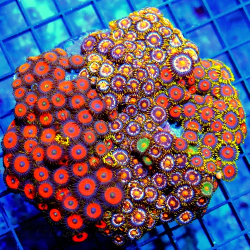 5x5 XL COMBO ZOANTHID CORAL - MIXED "HAPPY FAMILY" COMBO ZOANTHID CORAL COLONY