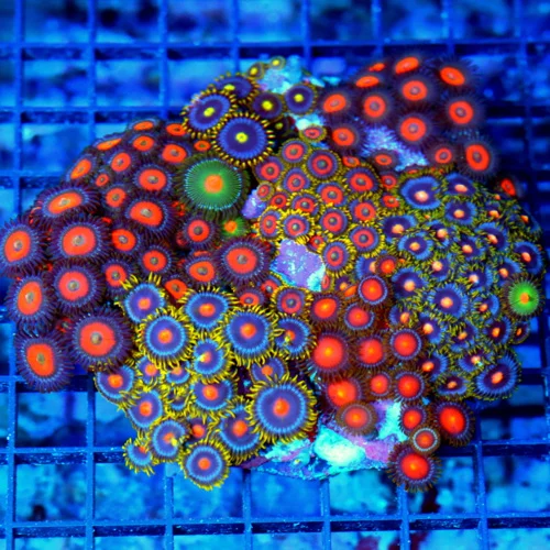 5x4.5 XL COMBO ZOANTHID CORAL - MIXED "HAPPY FAMILY" COMBO ZOANTHID CORAL COLONY