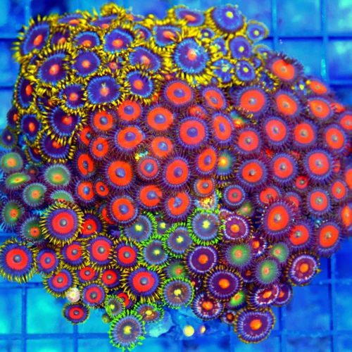 5x5 XL COMBO ZOANTHID CORAL - MIXED "HAPPY FAMILY" COMBO ZOANTHID CORAL COLONY