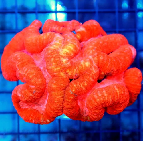 5x5 LOBOPHYLLIA CORAL - OUT OF THIS WORLD SUPER RARE PINK ULTRACOLORED LOBOPHYLLIA