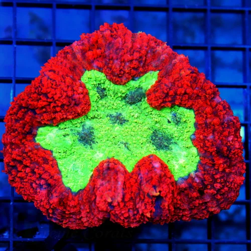 5x4.5 LOBOPHYLLIA CORAL - NEON GREEN AND PURPLE EYED RED LOBOPHYLLIA CORAL