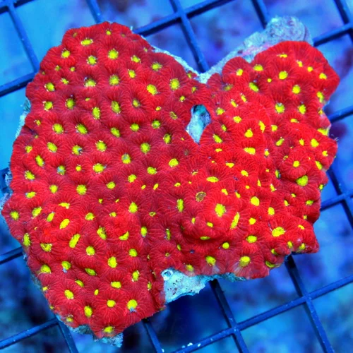 4x3 FAVITES CORAL - ULTRA ULTRA VOLORED NEON RED YELLOW EYED WAR CORAL FAVITES