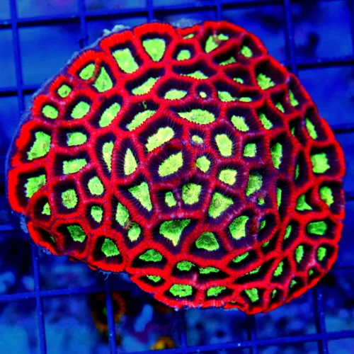 4x3.5 FAVIA CORAL - ULTRA COLORED RED SUPER GREEN ALIEN EYED FAVIA CORAL