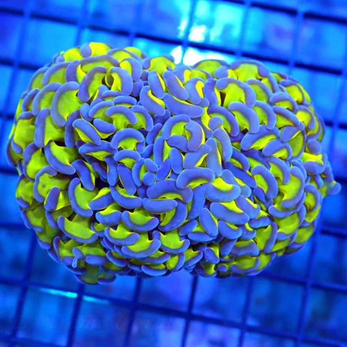 5x4 HAMMER CORAL - SUPER NEON BLUE TIPPED LEMON LIME YELLOW TENTACLED HAMMER CORAL