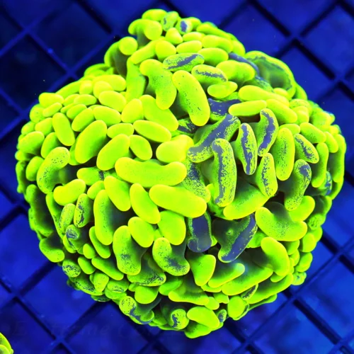 4.5x4.5 HAMMER CORAL - SCREAMING ULTRA ULTRA TOXIC GREEN BLUE PAINTED HAMMER CORAL
