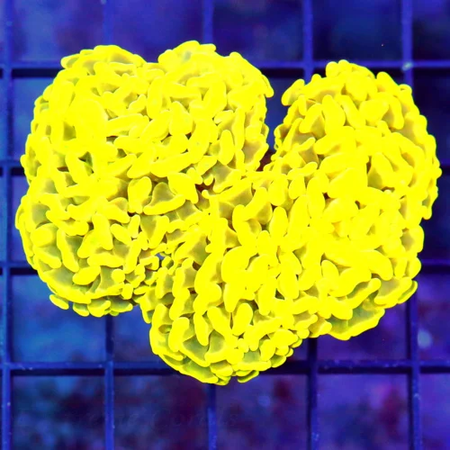 4.5x4 BRANCHING HAMMER CORAL - NEON HIGHLIGHTER YELLOW ULTRA FIRE BRANCHING HAMMER