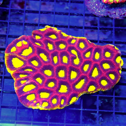 5x4.5 FAVIA CORAL - HANDPICKED YELLOW RIMMED COLLECTOR'S PIECE DRAGON SOUL FAVIA CORAL