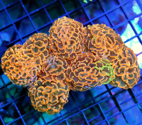 6x5.5 SCOTT'S HAMMER OF THE YEAR! - ULTRA ULTRA COLLECTOR'S PIECE NEON ORANGE AND GREEN HAMMER CORAL