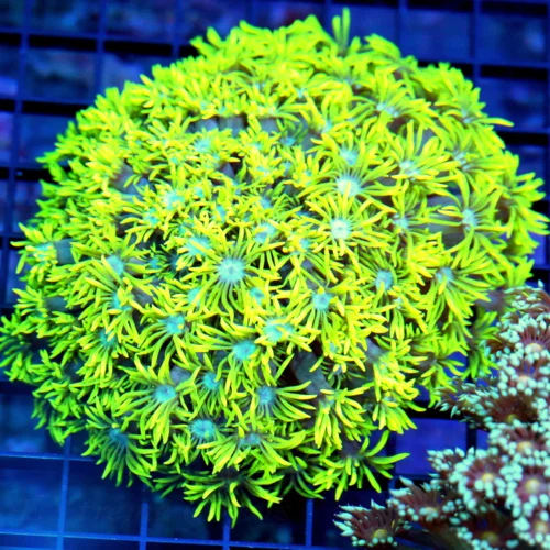 5.5x5.5 GONIOPORA CORAL - SCREAMING NEON YELLOW ULTRA BLUE EYED GONIOPORA CORAL
