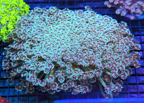 10x8 GONIOPORA CORAL - ULTRA ULTRA GRADE BOOK QUALITY BLUE RED EYED SHOWPIECE GONIOPORA CORAL
